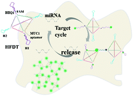 Graphical abstract: Hairpin-functionalized DNA tetrahedra for miRNA imaging in living cells via self-assembly to form dendrimers
