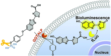 Graphical abstract: Sensitive sensing of alkaline phosphatase and γ-glutamyltranspeptidase activity for tumor imaging