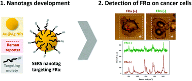 Graphical abstract: SERS nanotags for folate receptor α detection at the single cell level: discrimination of overexpressing cells and potential for live cell applications