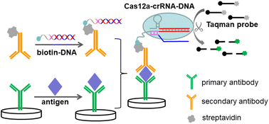 Graphical abstract: CRISPR/Cas12a-based fluorescence immunoassay: combination of efficient signal generation with specific molecule recognition