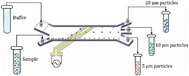 Graphical abstract: Continuous size-based DEP separation of particles using a bi-gap electrode pair