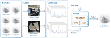 Graphical abstract: Raman spectral classification algorithm of cephalosporin based on VGGNeXt