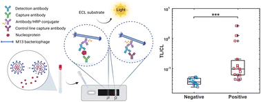 Graphical abstract: Smartphone-read phage lateral flow assay for point-of-care detection of infection