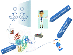 Graphical abstract: Chiral 8-aminoBODIPY-based fluorescent probes with site selectivity for the quantitative detection of HSA in biological samples