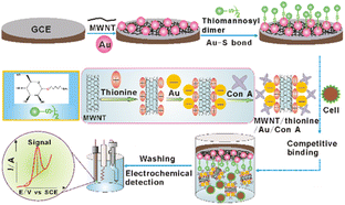 Graphical abstract: Competitive electrochemical sensing for cancer cell evaluation based on thionine-interlinked signal probes