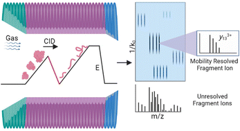 Graphical abstract: Characterizing the top-down sequencing of protein ions prior to mobility separation in a timsTOF