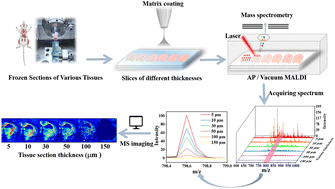 Graphical abstract: Systematic study of tissue section thickness for MALDI MS profiling and imaging