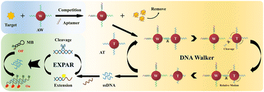 Graphical abstract: A DNA walker triggered isothermal amplification method based on freezing construction of AuNP probes and its application in ricin detection
