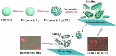 Graphical abstract: Silent Raman imaging of highly effective anti-bacterial activity synchronous with biofilm breakage using poly(4-cyanostyrene)@silver@polylysine nanocomposites