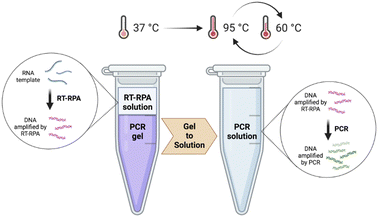 Graphical abstract: Single-tube one-step gel-based RT-RPA/PCR for highly sensitive molecular detection of HIV