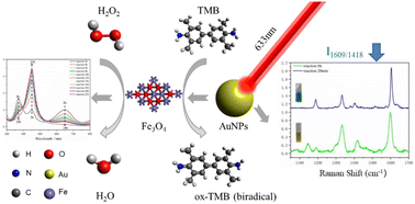 Graphical abstract: SERS-based error calibration of a TMB–H2O2 colorimetric system