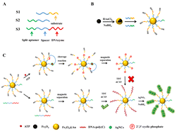 Graphical abstract: A fluorescent aptasensor for ATP based on functional DNAzyme/walker and terminal deoxynucleotidyl transferase-assisted formation of DNA-AgNCs