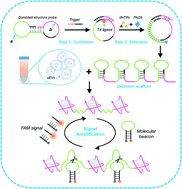 Graphical abstract: Dumbbell structure probe-triggered rolling circle amplification (RCA)-based detection scaffold for sensitive and specific neonatal infection-related small extracellular vesicle (sEV) detection