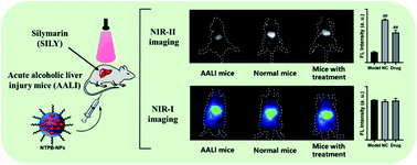 Graphical abstract: NIR-II imaging-guided diagnosis and evaluation of the therapeutic effect on acute alcoholic liver injury via a nanoprobe