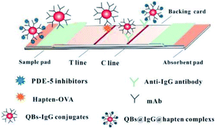 Graphical abstract: Using a quantum dot bead-based lateral flow immunoassay to broadly detect the adulteration of PDE-5 inhibitors in functional foods