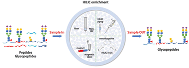 Graphical abstract: Recent development in hydrophilic interaction liquid chromatography stationary materials for glycopeptide analysis