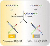 Graphical abstract: An exonuclease III-amplified 4-way strand migration system for low-abundance deletion mutation