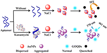 Graphical abstract: An inner filter effect-based fluorescent aptasensor for sensitive detection of kanamycin in complex samples using gold nanoparticles and graphene oxide quantum dots