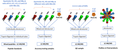 Graphical abstract: Development and validation of a mass spectrometry based analytical method to quantify the ratios in hemagglutinin trimers in quadrivalent influenza nanoparticle vaccine – FluMos-v1