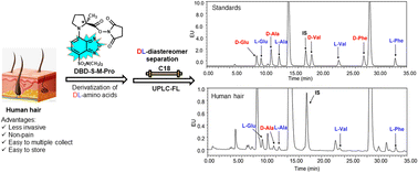 Graphical abstract: Development and evaluation of a novel fluorescent chiral derivatization reagent DBD-S-M-Pro: first observation of four chiral amino acids in human hair