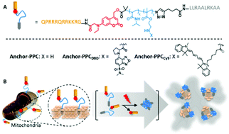 Graphical abstract: A photocontrollable thermosensitive chemical spatiotemporally destabilizes mitochondrial membranes for cell fate manipulation