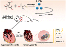 Graphical abstract: S-Doped carbonized polymer dots inhibit early myocardial fibrosis by regulating mitochondrial function