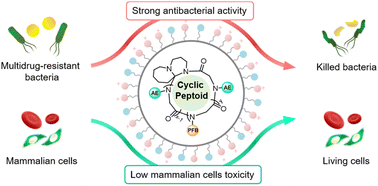 Graphical abstract: Host defense peptide mimicking cyclic peptoid polymers exerting strong activity against drug-resistant bacteria