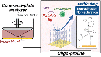 Graphical abstract: Dynamic in vitro hemocompatibility of oligoproline self-assembled monolayer surfaces