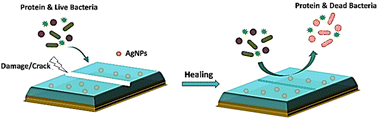 Graphical abstract: Bioinspired antifouling and antibacterial polymer coating with intrinsic self-healing property