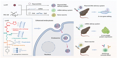 Graphical abstract: Cationic polymer synergizing with a disulfide-containing enhancer achieved efficient nucleic acid and protein delivery