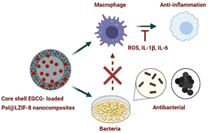 Graphical abstract: Protein-directed synthesis of ZIF-8 functionalized with a polymer as core–shell drug coatings with antibacterial and anti-inflammatory properties