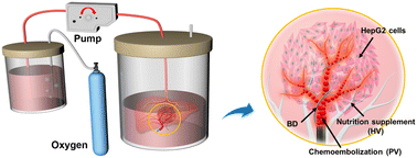 Graphical abstract: Engineering orthotopic tumor spheroids with organ-specific vasculatures for local chemoembolization evaluation