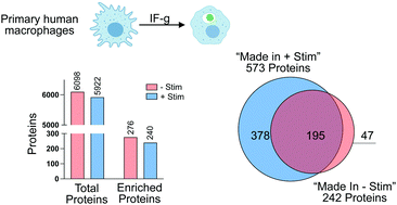 Graphical abstract: Proteomic characterization of phagocytic primary human monocyte-derived macrophages