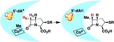 Graphical abstract: Stereochemical course of cobalamin-dependent radical SAM methylation by TokK and ThnK