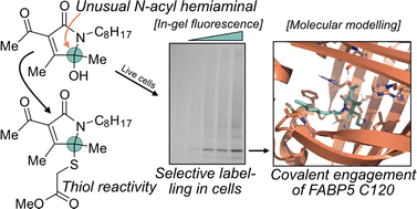 Graphical abstract: The covalent reactivity of functionalized 5-hydroxy-butyrolactams is the basis for targeting of fatty acid binding protein 5 (FABP5) by the neurotrophic agent MT-21