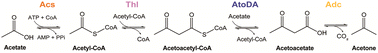 Graphical abstract: Synthetic metabolism for in vitro acetone biosynthesis driven by ATP regeneration