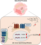 Graphical abstract: SREBP activation contributes to fatty acid accumulations in necroptosis