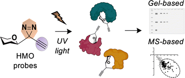 Graphical abstract: Chemoproteomic mapping of human milk oligosaccharide (HMO) interactions in cells