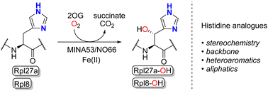 Graphical abstract: Substrate selectivity and inhibition of histidine JmjC hydroxylases MINA53 and NO66