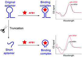 Graphical abstract: Rapid and label-free detection of aflatoxin B1 using a rationally truncated aptamer and via circular dichroism measurement