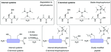 Graphical abstract: Unearthing the unique stability of thiophosphonium-C-terminal cysteine adducts on peptides and proteins