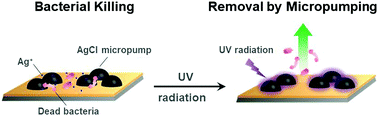 Graphical abstract: A self-cleaning surface based on UV-activatable, AgCl micropumps for bacterial killing and removal