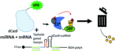 Graphical abstract: A microRNA-gated thgRNA platform for multiplexed activation of gene expression in mammalian cells