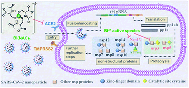 Graphical abstract: Metal-based strategies for the fight against COVID-19