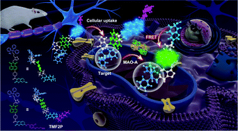 Graphical abstract: Two-photon fluorescence imaging and ratiometric quantification of mitochondrial monoamine oxidase-A in neurons