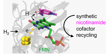 Graphical abstract: A hydrogen-driven biocatalytic approach to recycling synthetic analogues of NAD(P)H