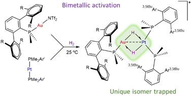 Graphical abstract: A highly constrained cis-dihydride platinum complex trapped by cooperative gold/platinum dihydrogen activation