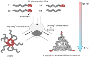 Graphical abstract: Programming the self-assembly of amphiphilic DNA frameworks for sequential boolean logic functions