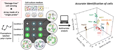 Graphical abstract: Damage-free evaluation of cultured cells based on multivariate analysis with a single-polymer probe