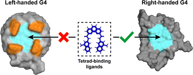 Graphical abstract: Tetrad-binding ligands do not bind specifically to left-handed G-quadruplexes